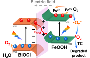 Engineering 2D/2D FeOOH/BiOCl S-scheme heterojunction toward efficient and stable tetracycline photodegradation 2025.100832